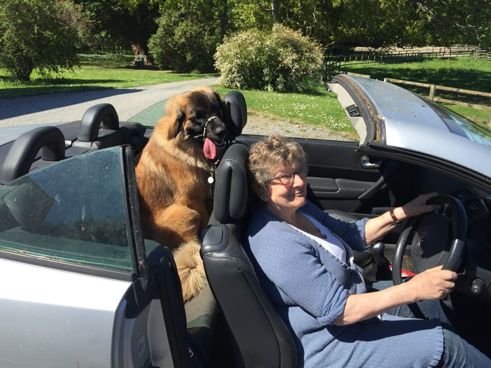 Bruno in car