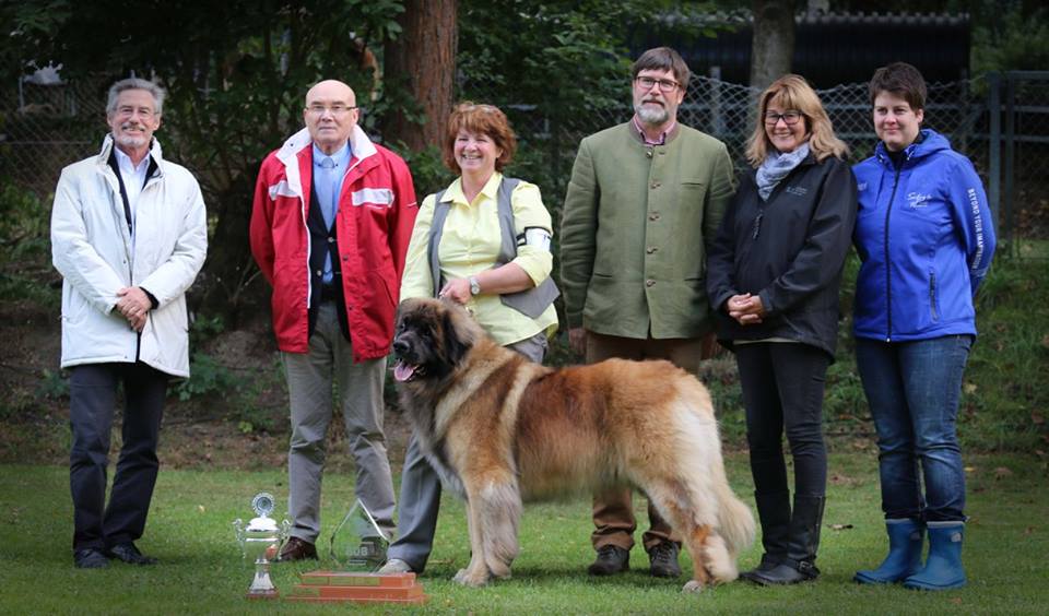 Leokings Leonbergers – Home of Irish Leonbergers