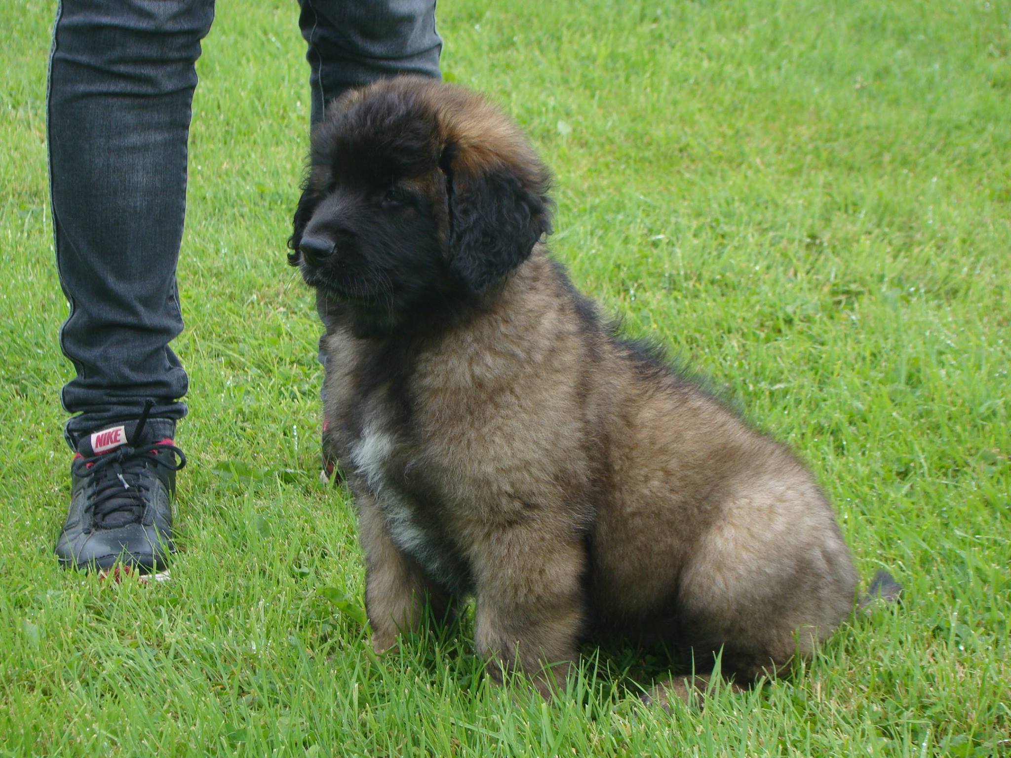 Tassu pup 8 weeks