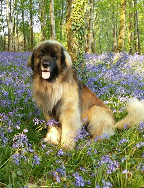 Tony in the Bluebells