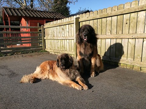 Asha and Tassu enjoying winter sunshine