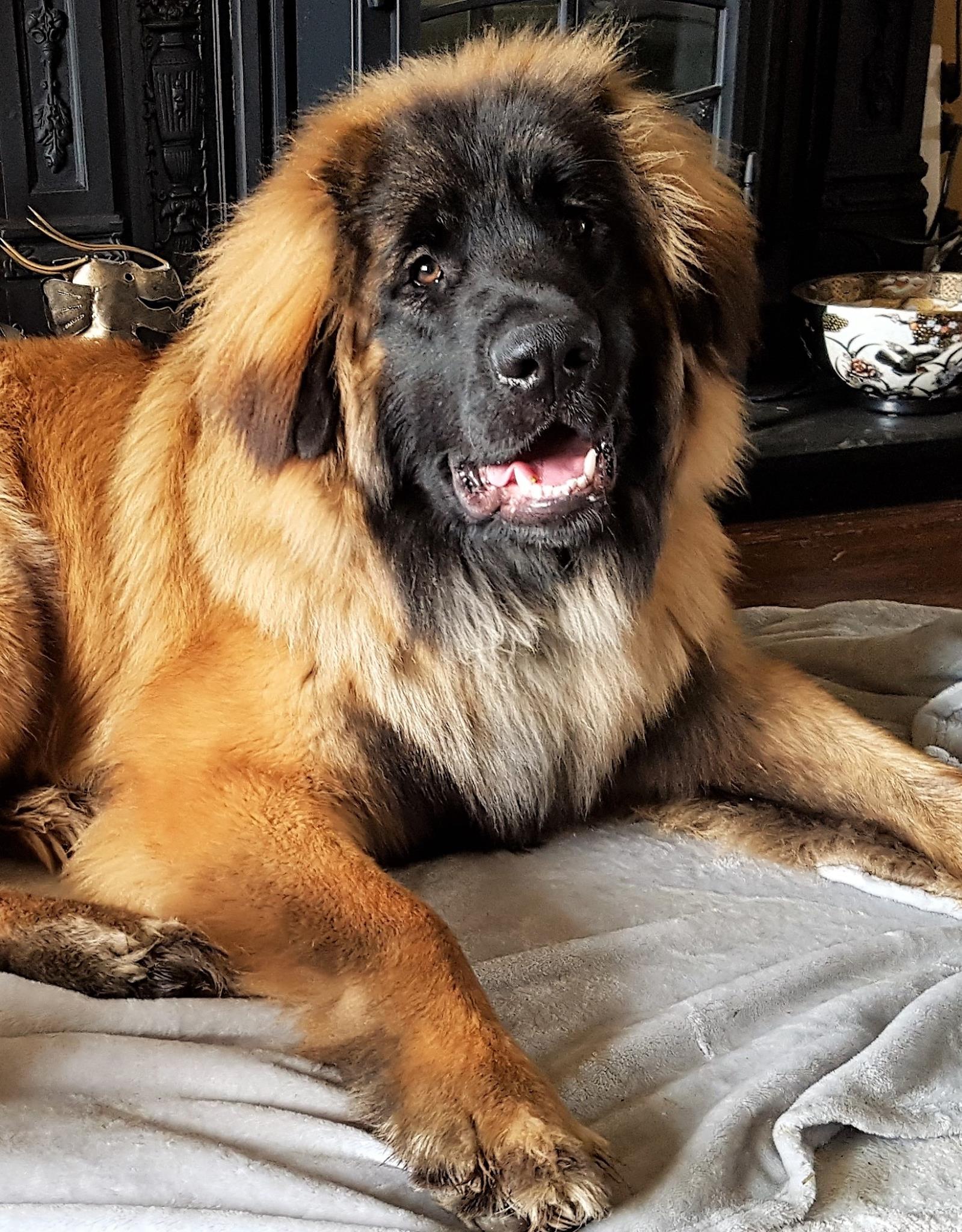 Shadow 8 months 50 kg