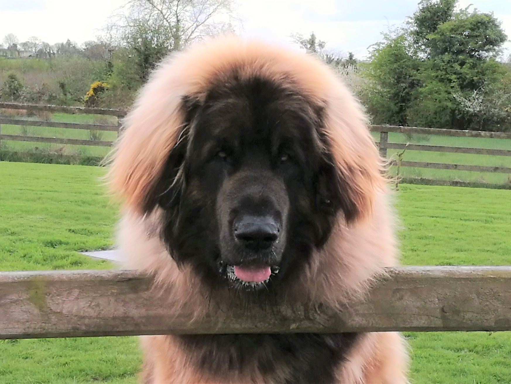 Baloo over fence