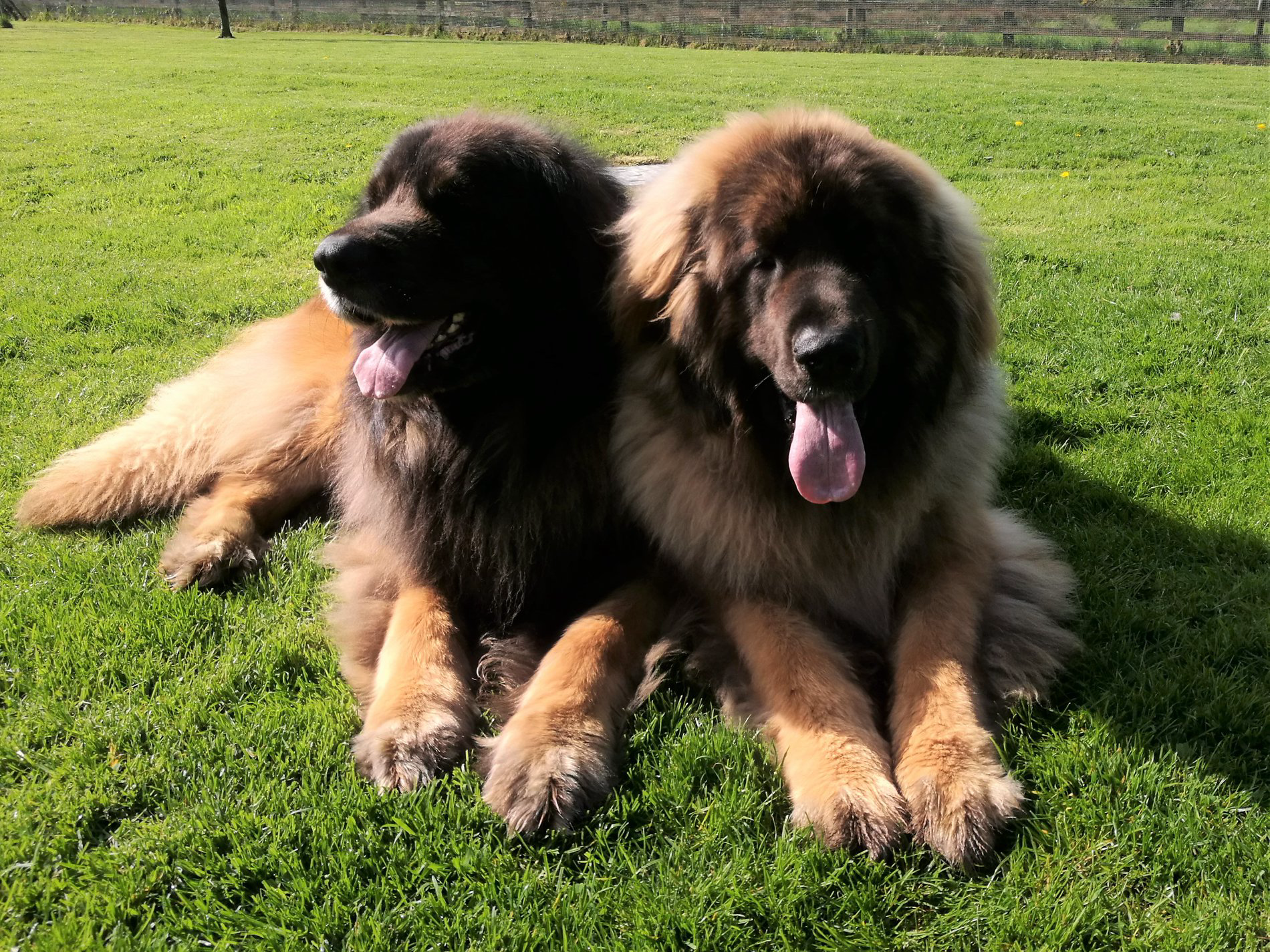 Tassu and son Baloo enjoying the sun