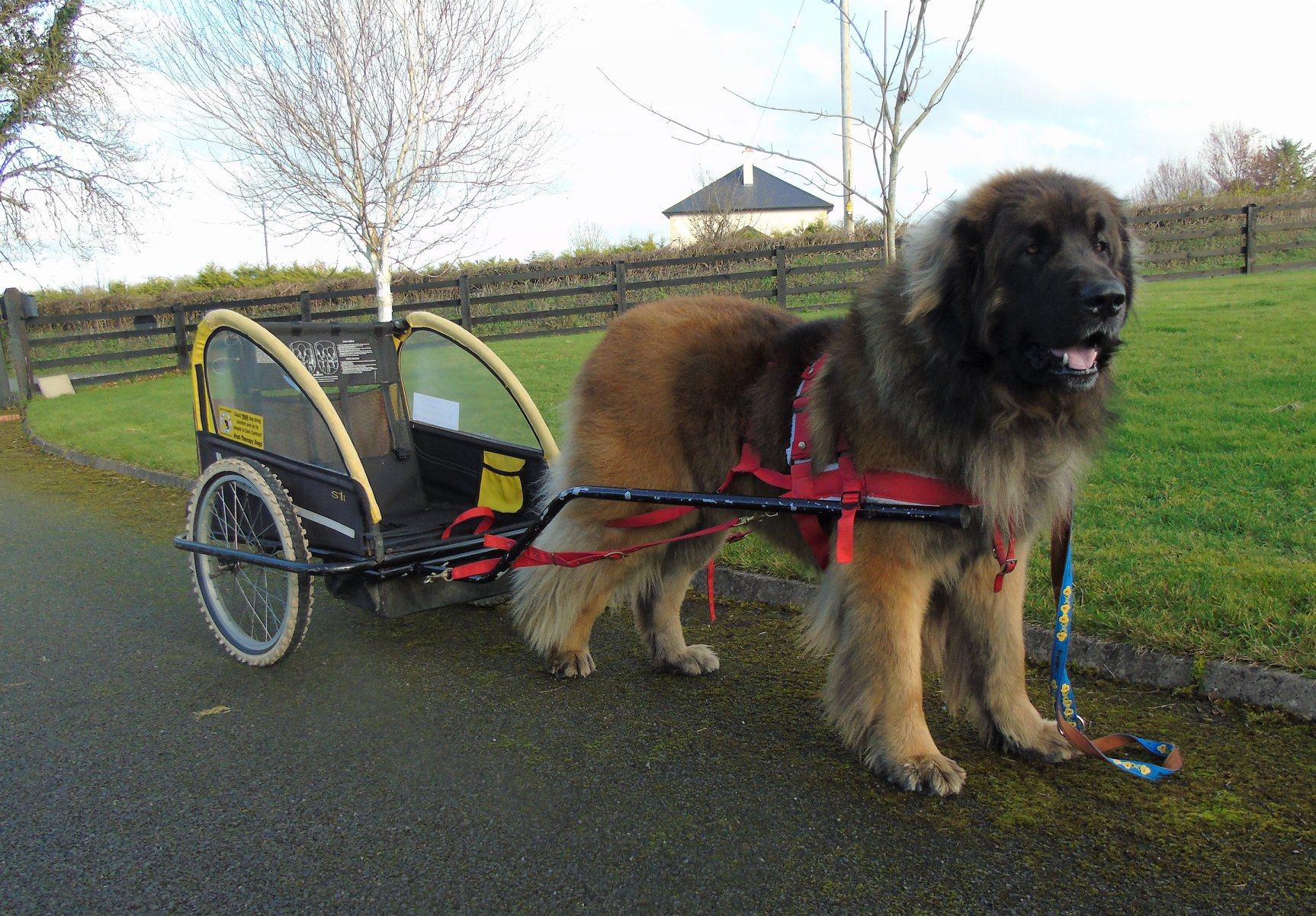 Baloo , practicing his carting