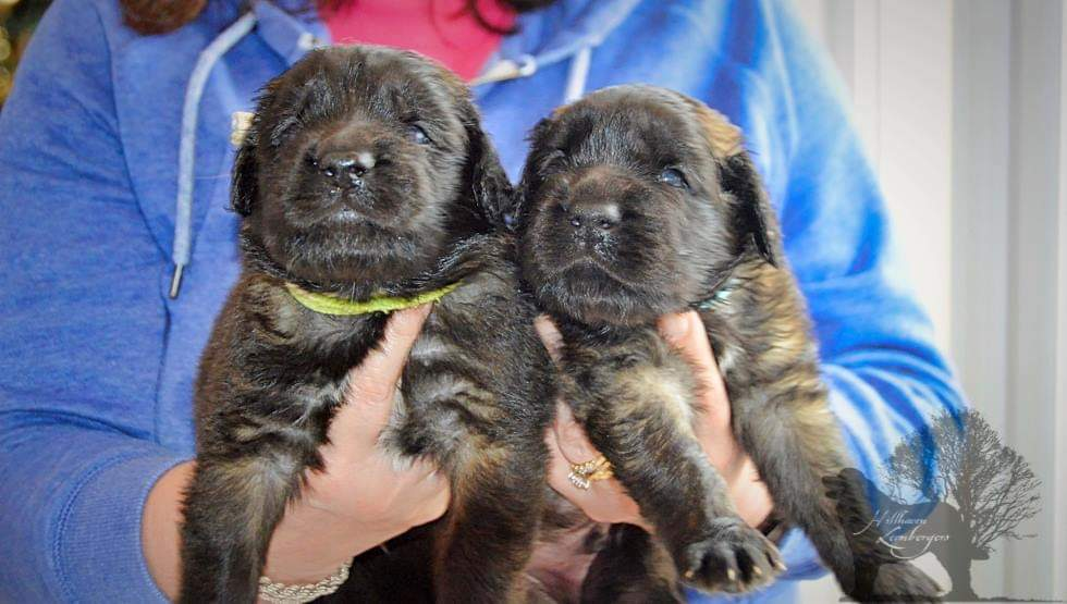 Asha and Agro pups 3 weeks