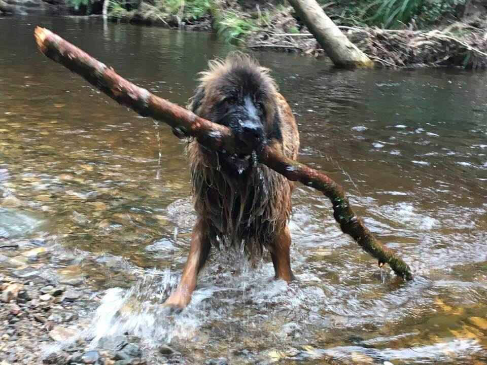 ralfie bringing his stick home