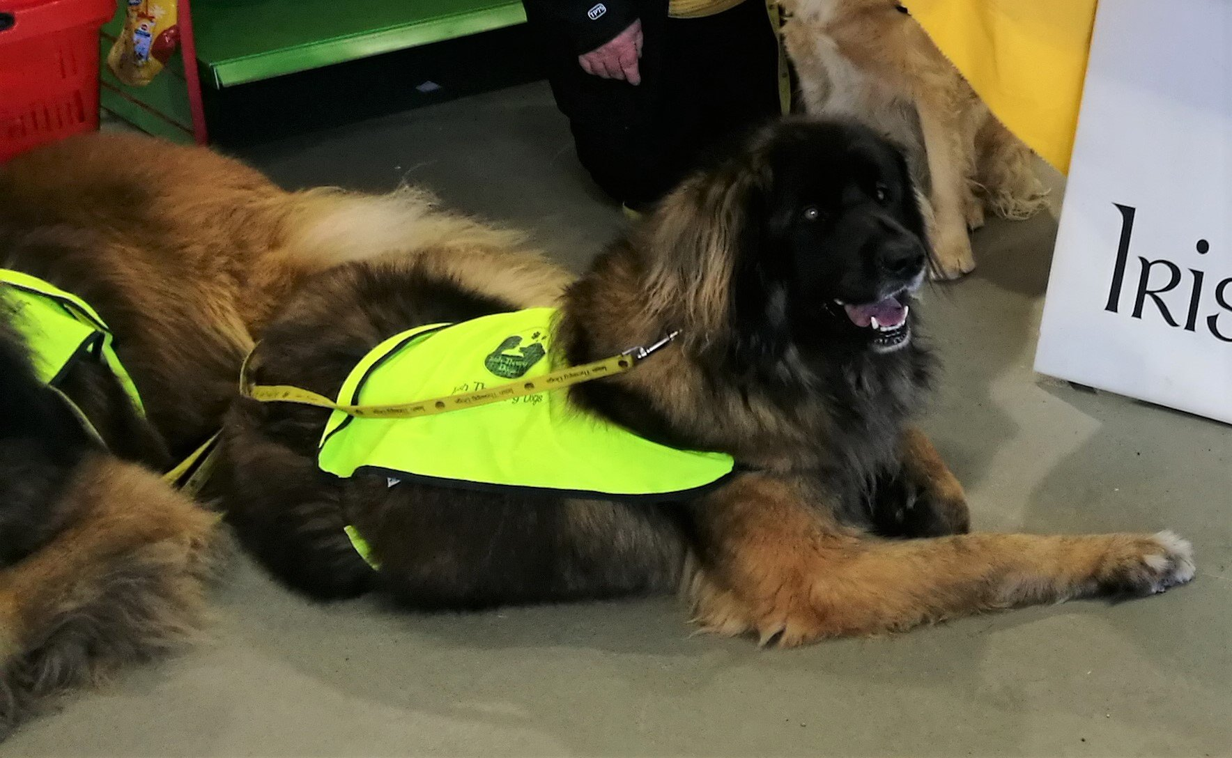 Leonberger therapy hot sale dog