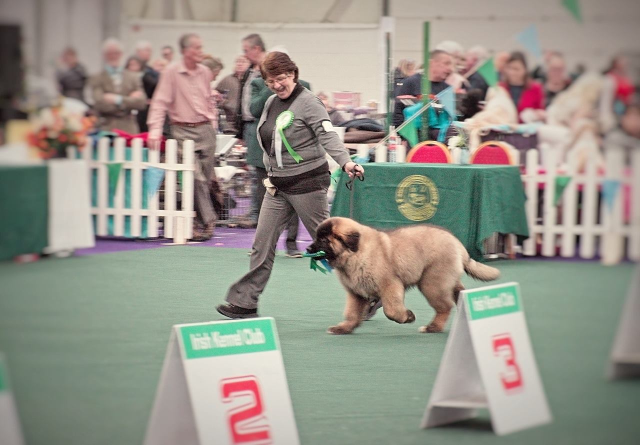 Kobo with his 3rd best pup in show rosette