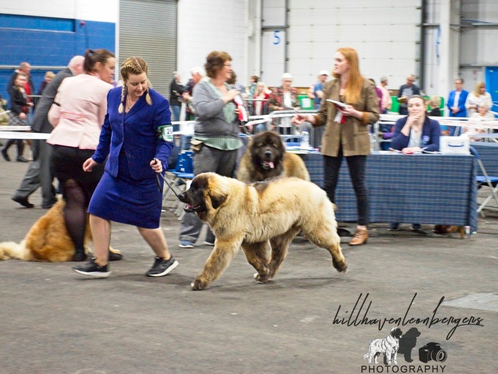 Kobo striding out to win Best male puppy SKC