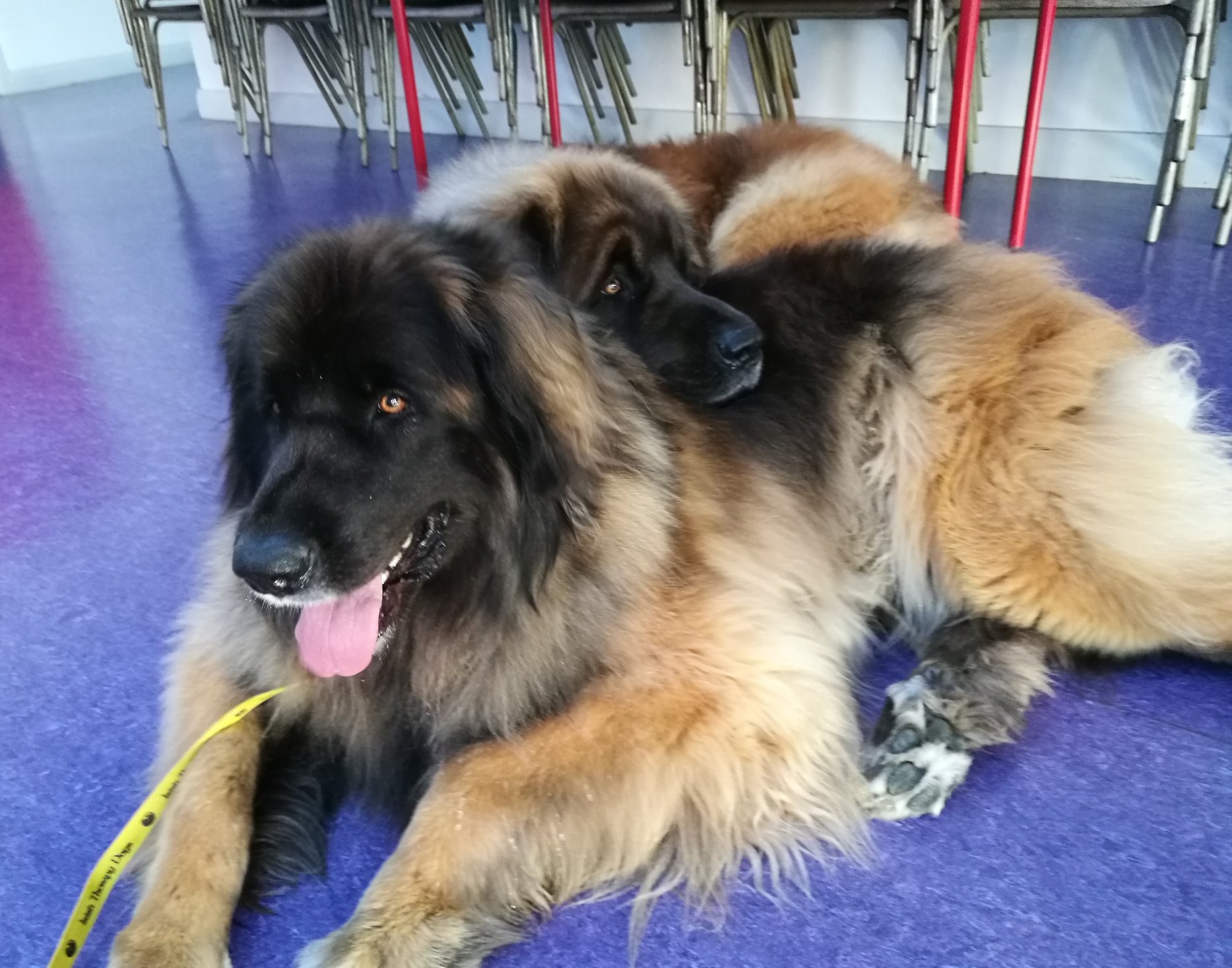 Jasmine and Baloo having a cuddle after Therapy