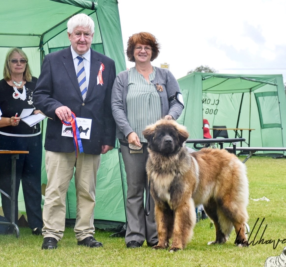 Kobo Best puppy leonberger club show 2019