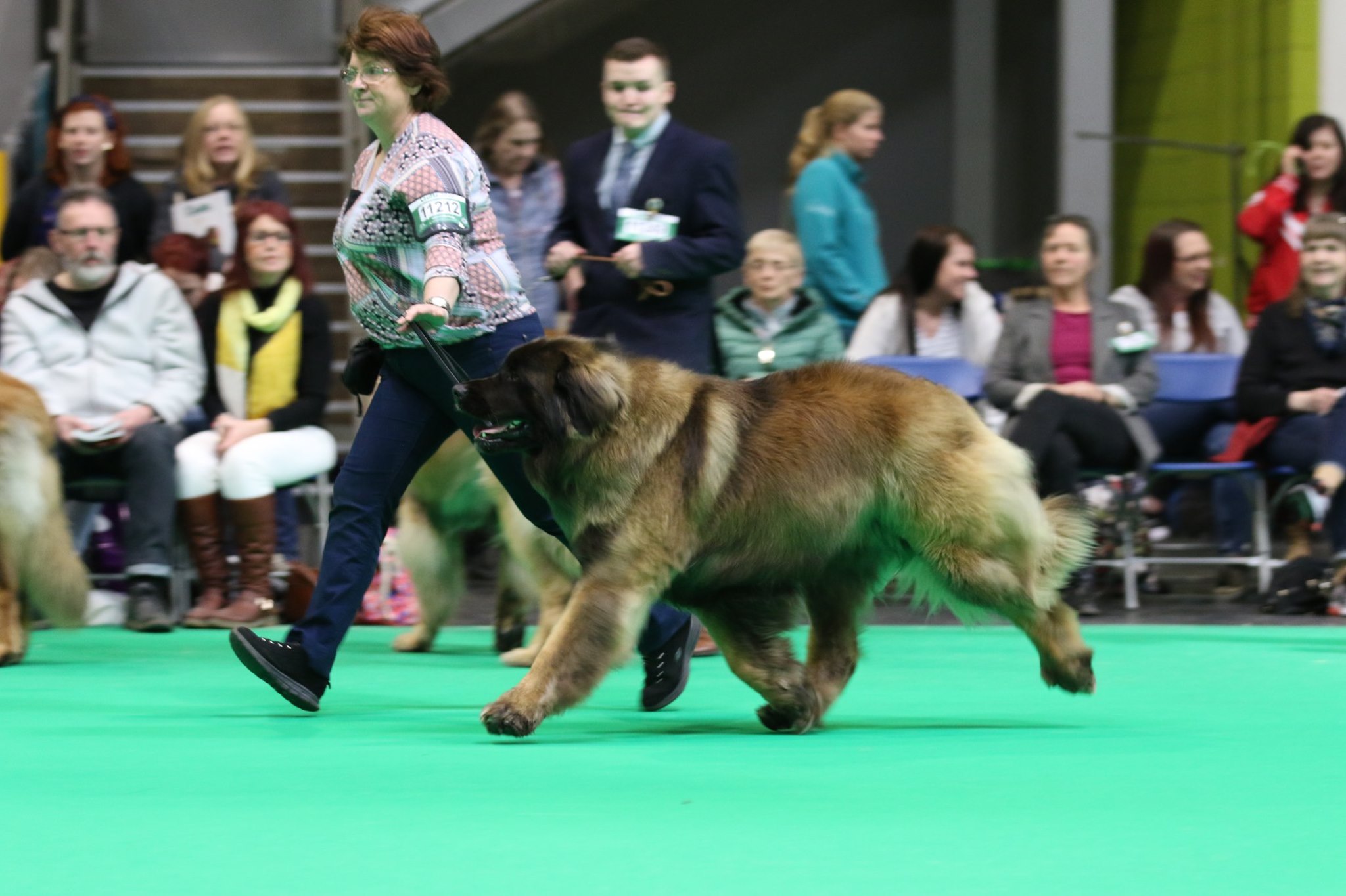 Kobo running Crufts