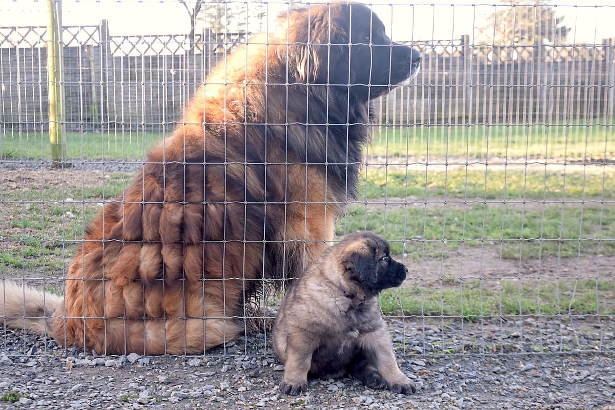 Adult Leo and baby 6 weeks