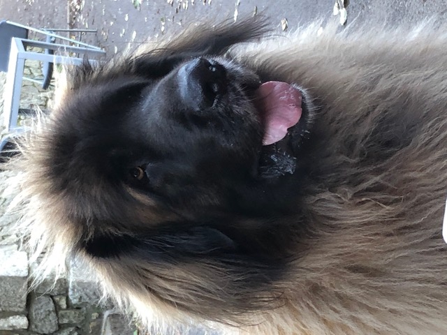 Ralfie 2
