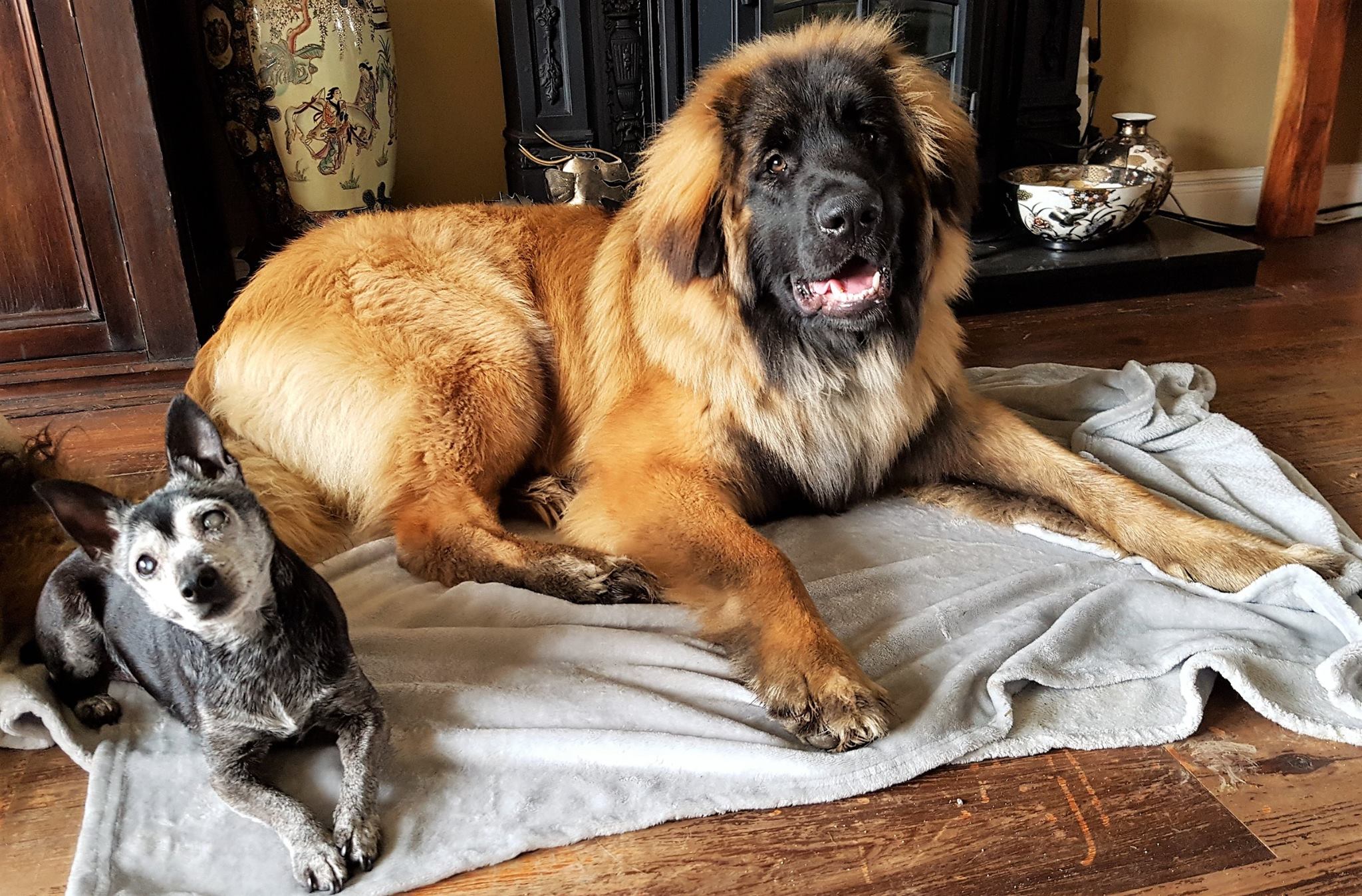 shadow 8 months